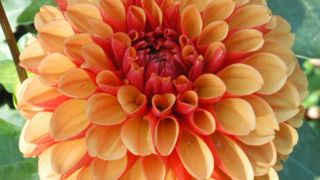 1er du Prix des grands dahlias - N°: 59 ‘American Sunset’, type décoratif, présenté par Meulder (Pays-Bas).  1er du Prix des grands dahlias - N°: 59 ‘American Sunset’, type décoratif, présenté par Meulder (Pays-Bas).